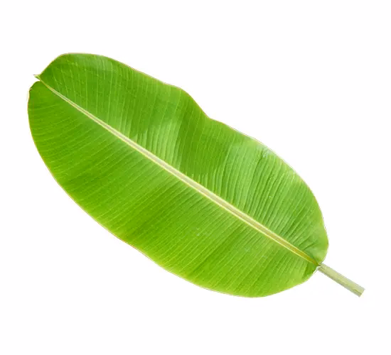 Banana Leaf 1Pc India